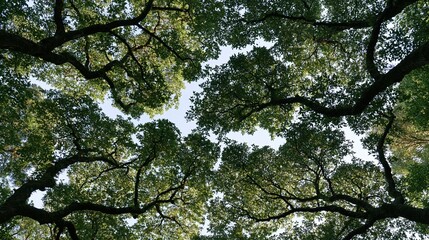 Obraz premium View looking up at green tree canopy against