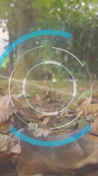 Sunlight shining through trees with digital target animation over forest floor