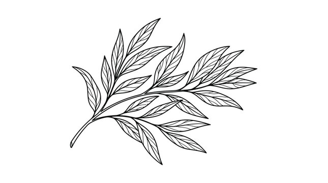 Hand drawn minimalist botanical leaf branch line art