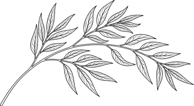 Hand drawn botanical branch with leaves line art illustration