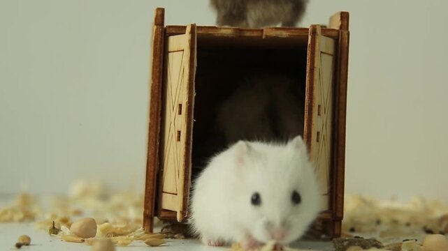 A gray hamster and a white hamster meet near a wooden hutch with an open door, sniffing each other, then one hamster steps inside as the door swings amid scattered peanuts and wood shavings.