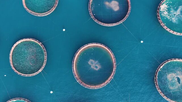 Top-down aerial view zooming out above circular fish farming aquaculture net cages floating in deep blue sea waters, Kassiopi, Corfu Island, Ionian Sea, Greece.