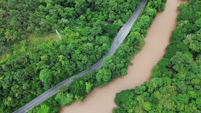 Road in the middle of the forest , trees with  green leaves ,