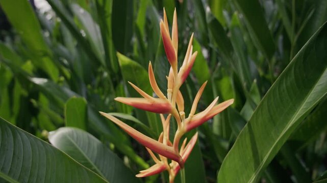 Exotic tropical foliage and giant leaves in Singapore Botanic Gardens surrounded by lush rainforest landscapes and peaceful urban nature in Asia