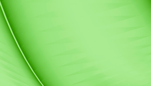 Green leaf close-up showing natural texture and vein detail