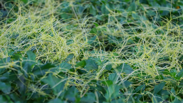 Detailed nature stock photo featuring yellow Cuscuta vines forming a tangled web over dense green plant foliage.