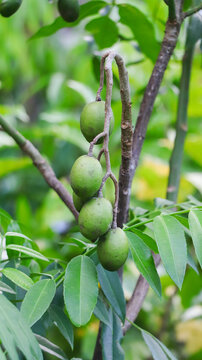 Clear visual of raw, sour green Ambra fruits hanging together on a slender stem surrounded by dark green leaves.