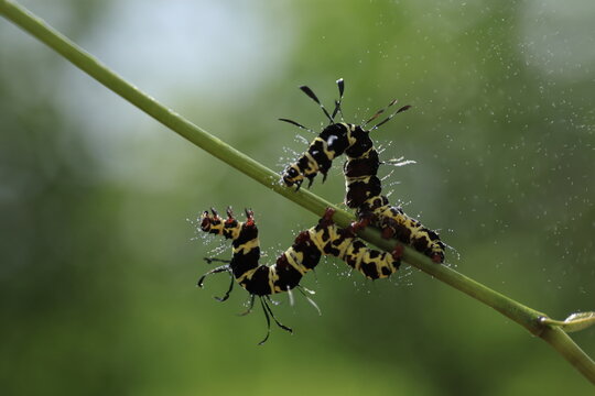 Striking black and yellow striped caterpillars of the noctuid moth Tinolius eburneigutta on a plant stem, unique paddle-like setae, tropical insect wildlife.