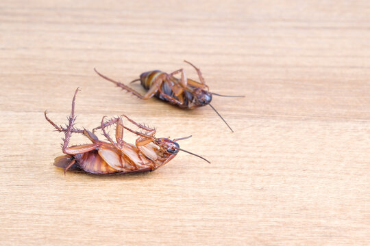 Two dying cockroaches on a wooden surface after pesticide exposure, illustrating household cockroach infestation, pest extermination, sanitation and insect control.