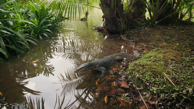 Wild monitor lizard exploring tropical rainforest landscape in Singapore Botanic Gardens with exotic plants and natural scenery in Asia