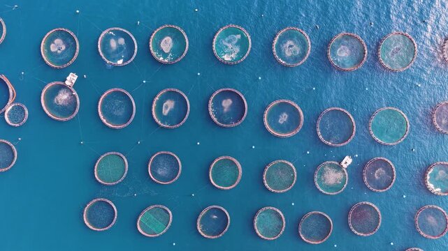 High top-down aerial shot panning across a large offshore fish farm facility with multiple net cages and boats in deep blue sea, Kassiopi, Corfu, Greece