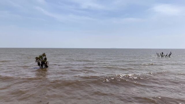 Slow drone rise revealing a lone doum palm tree and submerged dead branches rising from the choppy, turbid waters of Lake Turkana, Kenya, under a hazy sky.
