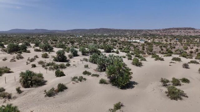 Aerial drone shot of undulating sand dunes with doum palm trees and scrub leading to a distant, sprawling settlement nestled against rolling hills under a clear blue sky.