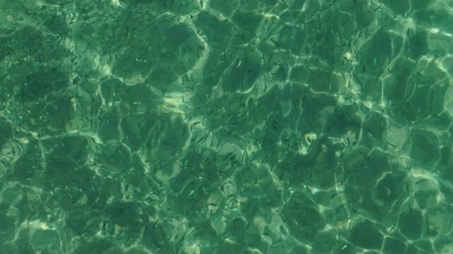 Aerial top down view of a school of sardines in the clear water, La Ventana, Mexico.