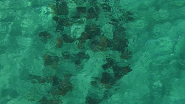 Aerial top down view of a dark coral reef through clear green water in La Ventana.