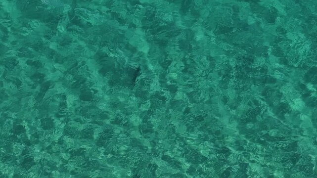 Rooster fish swimming through clear shallow water at Punta Arena in La Ventana.