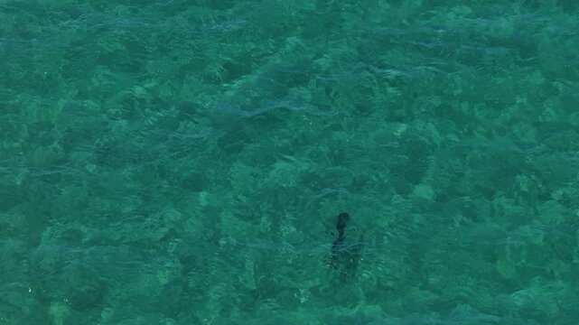 Aerial top down view of someone swimming in the crystal clear waters of Punta Arena in La Ventana.
