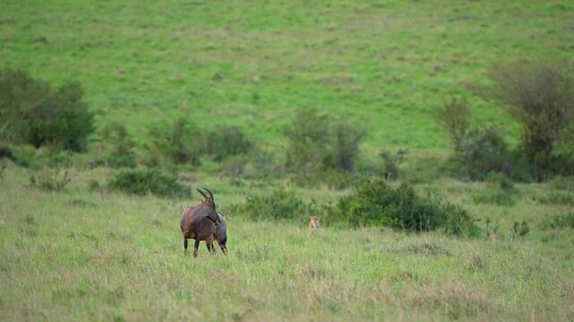 Cheetahs Slowly Closing the Distance on a Grazing Antelope Through Tall African Savannah Grass