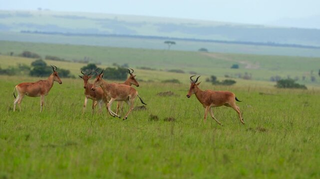 Slow Motion African Antelope Running Gracefully Through Lush Green Grassland in the Wild Savannah