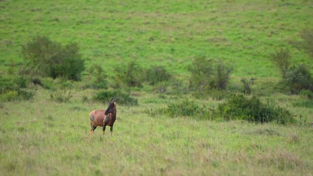 Lone African Antelope Pausing in Tall Grass and Carefully Watching the Surrounding Savannah Wilderness