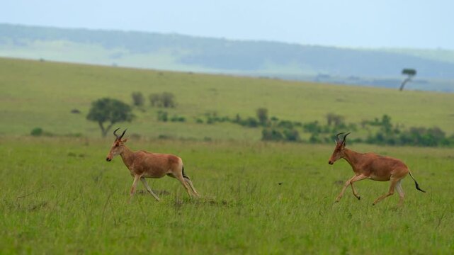Slow Motion African Antelope Running Gracefully Through Lush Green Grassland in the Wild Savannah