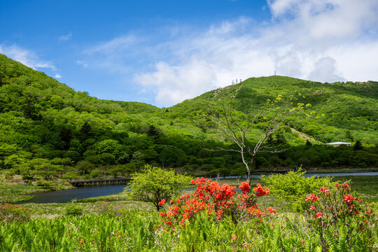 新緑の山々と青空、湿原に咲く朱色のレンゲツツジの風景