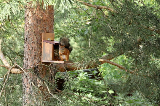 In the summer forest, a red squirrel is sitting on a pine tree next to a feeder with nuts and seeds. 