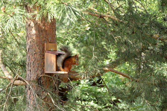 In the summer forest, a red squirrel is sitting on a pine tree next to a feeder with nuts and seeds. 