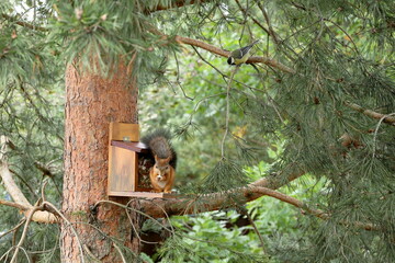 In the summer forest, a red squirrel and chickadee are sitting on a pine tree next to a feeder with nuts and seeds. © vubaz
