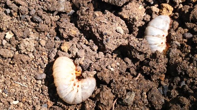 White grub larvae live underground, feeding on plant roots and causing significant damage to crops and gardens.