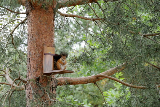 In the summer forest, a red fat squirrel is sitting on a pine tree next to a feeder with nuts and seeds. 