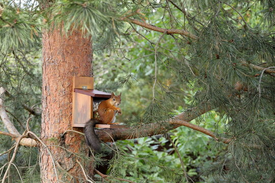 In the summer forest, a red squirrel is sitting on a pine tree next to a feeder with nuts and seeds. 