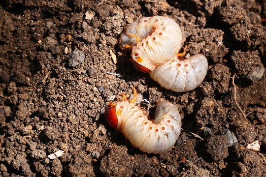 White grub larvae live underground, feeding on plant roots and causing significant damage to crops and gardens.