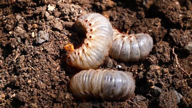 White grub larvae live underground, feeding on plant roots and causing significant damage to crops and gardens.
