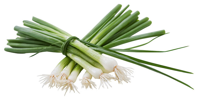 Fresh green spring onion bunch tied with a stalk of chive
