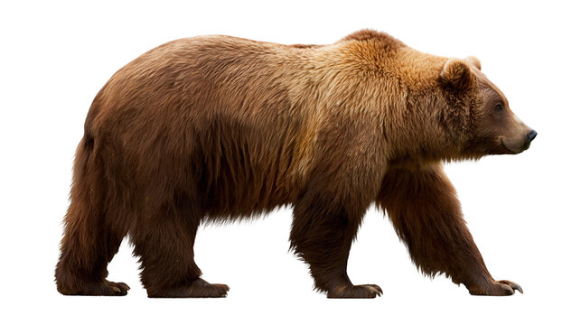 Large brown grizzly bear walking in profile view