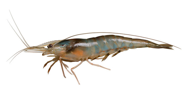 Fresh raw tiger prawn with long antennae and translucent shell