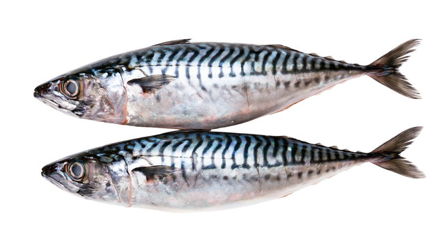 Two fresh whole Atlantic mackerel fish with silver skin and dark striped patterns