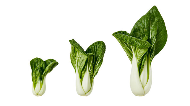 Three fresh bok choy cabbages of varying sizes with green leaves and white stalks