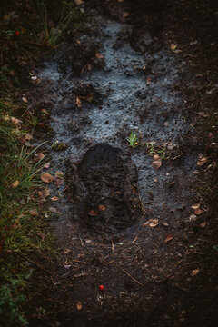Muddy boot print on a dark forest trail
