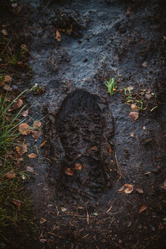 Muddy boot print on a wet forest floor