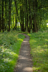 Obraz premium path in the woods