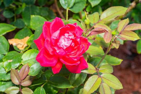 Close-Up of a Red Rose