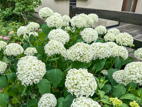 White Hydrangea Blossom