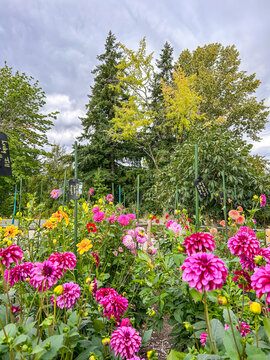 Dahlia Garden