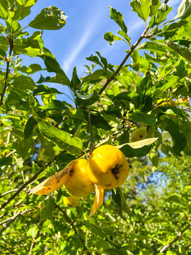 Ripe Apples on a Tree