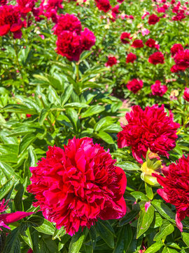 Vibrant red peonies in bloom