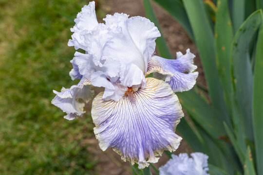 Bearded iris in garden bloom