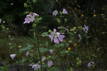Fototapeta premium Pink Wildflowers with Raindrops Growing in a Forest in Armenia