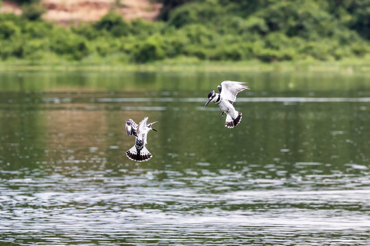 Male African pied kingfishers, ceryle rudis, in flight over Lake Edward, Kazinga Channel,  Uganda. These birds are fiercely territorial, and will fight aggressively.